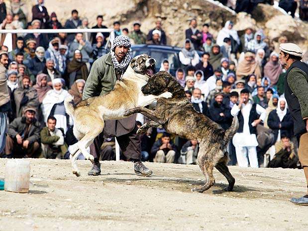 Plateia se forma para assistir à tradicional briga entre os animais  Foto: Reuters