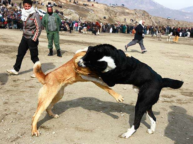 Os donos dos cães acompanham de perto as brigas, em Cabul  Foto: Reuters