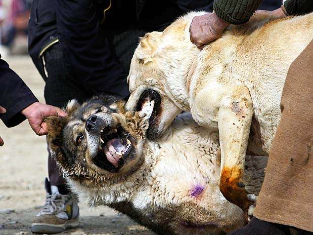 As violentas brigas entre os cachorros são tradicionais no Afeganistão  Foto: Reuters