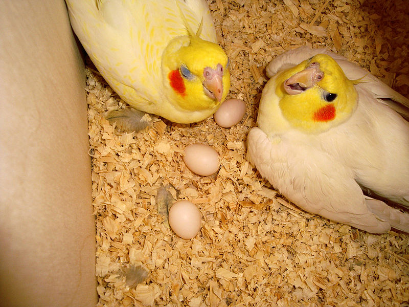 Ficheiro:Nymphicus hollandicus -parents with three eggs in nest box-8a.jpg
