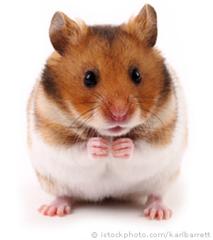 Syrian Hamster