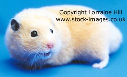 Black Eyed Cream Syrian Hamster