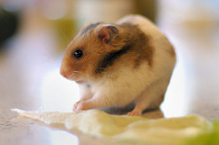 Hamster sírio dourado. http://www.flickr.com/photos/annia316