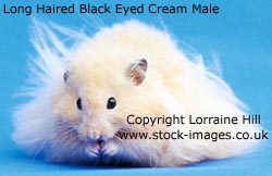 Long haired male Black Eyed Cream Syrian Hamster