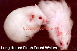 Flesh Eared White