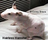 Hairless Syrian Hamster