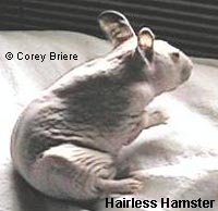 Hairless Syrian Hamster