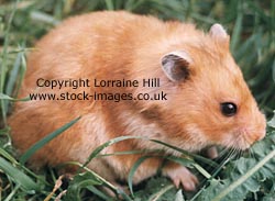 Light Golden Syrian Hamster