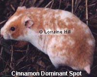 Cinnamon Dominant Spot Syrian Hamster