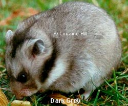 Dark Grey Syrian Hamster