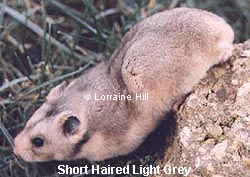 Light Grey Syrian Hamster