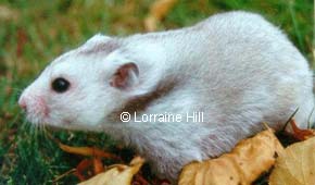 Silver Grey Syrian Hamster