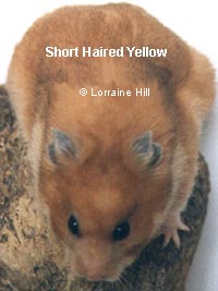 Yellow Syrian Hamster