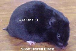 Black Syrian Hamster also incorrectly known as European Black Bear