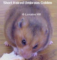 Umbrous Golden Syrian Hamster
