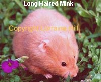 Mink