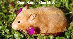 Blue mink