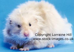 Lilac Syrian Hamster