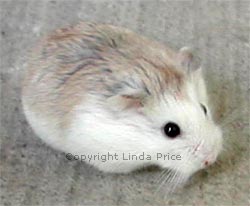 White Faced Roborovski Hamster
