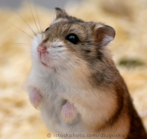 dwarf campbells russian hamster