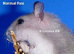 Rex Russian Hamster