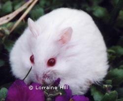 Albino Campbells Russian Hamster