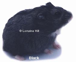 Picture of Black Campbells Russian Hamster