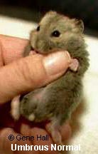 Normal Umbrous Dwarf Campbells Russian Hamster