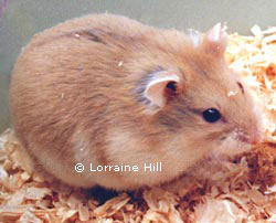 Argente Campbells Russian Hamster