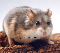 Opal Campbells Russian Hamster