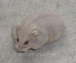 Picture of Blue Fawn Dwarf Campbells Russian Hamster