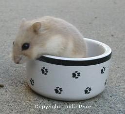 Picture of Lilac Fawn Dwarf Campbells Russian Hamster