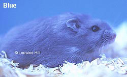 Picture of Blue Dwarf Campbells Russian Hamster