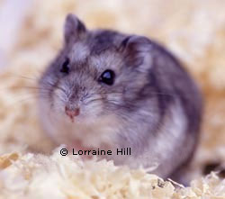 Normal Winter White Russian Hamster