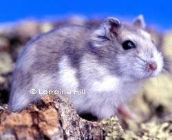 Sapphire Winter White Russian Hamster