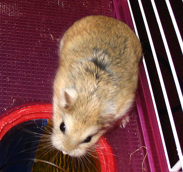 Ficheiro:Roborovski hamster.jpg