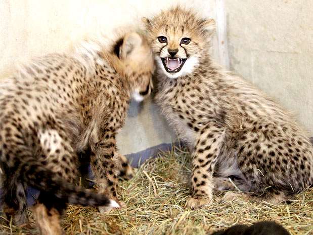 Filhotes de guepardo são apresentados em uma das instalações do Zoológico Nacional dos Estados Unidos, em Front Royal  Foto: AP