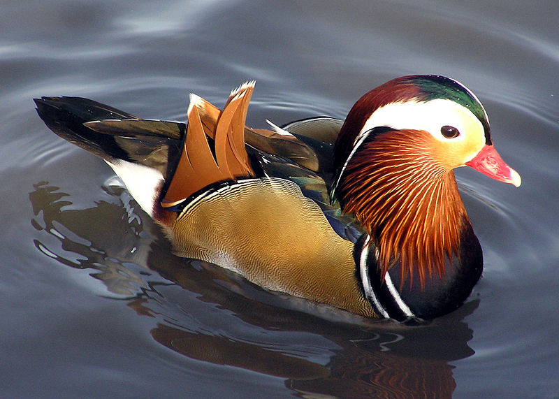 File:Mandarin.duck.arp.jpg