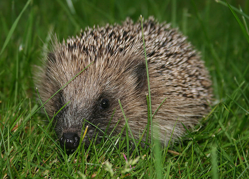 Arquivo: hedgehog Europeia (Erinaceus europaeus) jpg.
