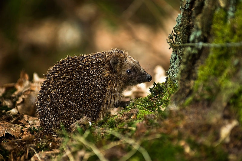 Arquivo: Europa Ocidental Hedgehog (Erinaceus europaeus) 2.jpg