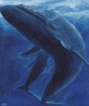 Ficheiro:Faroe stamp 402 blue whale (Balaenoptera musculus) crop.jpg