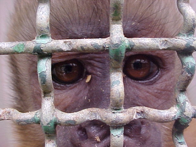 Olhar triste e sofrido de um animal vítima da inconsciência humana. Foto: divulgação