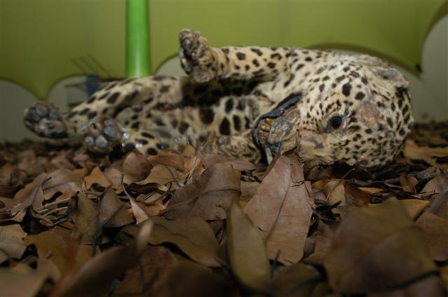 De cada 10 animais traficados, apenas um sobrevive. Foto: Nilson Sandre