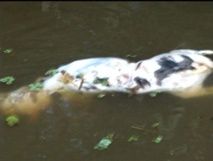 Cachorros mortos foram encontrados no rio da cidade. (Foto: Reprodução/ Aragonei Bandeira)