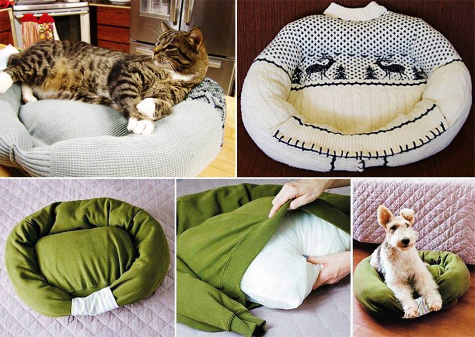 gato caseiro ou cama do cão