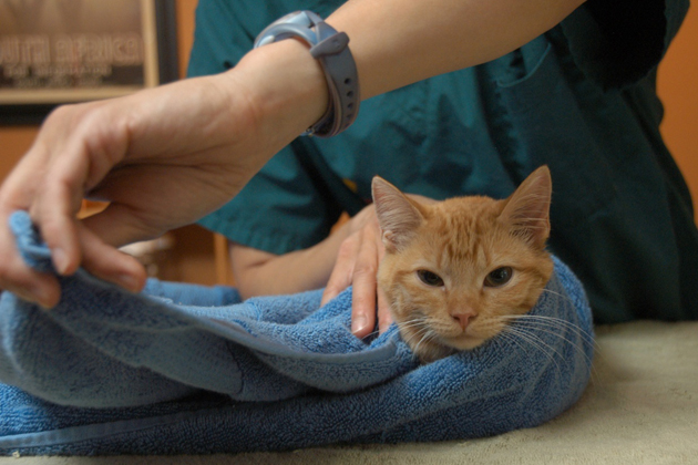 Cat 4 Passo toalha