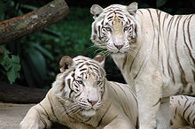 Variante branca do tigre-de-bengala