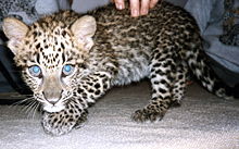 Filhote de leopardo