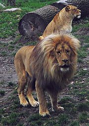 Casal de leões criados em zoológico