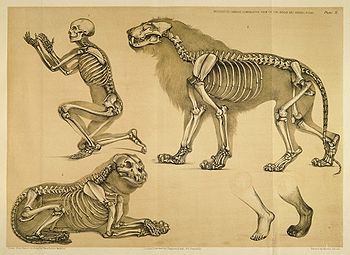 Vista comparativa entre um ser humano e um leão, 1860